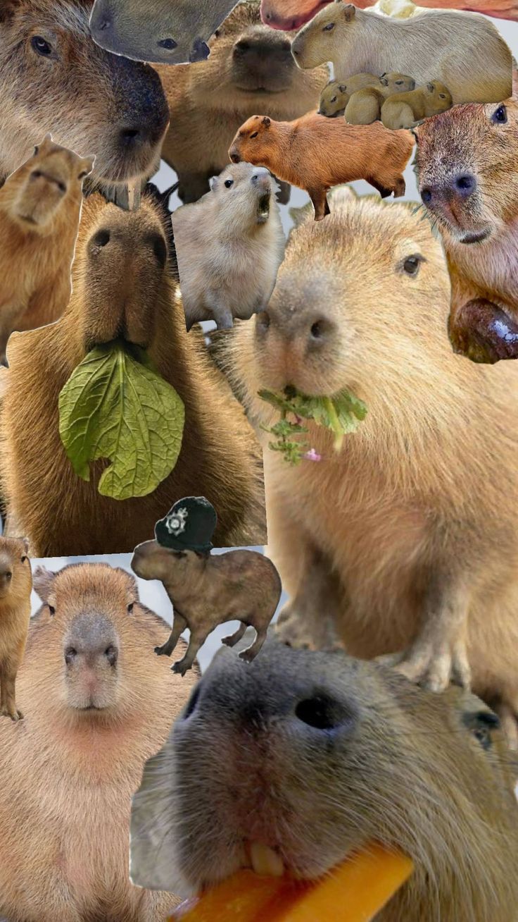 hình nền con capybara 0036