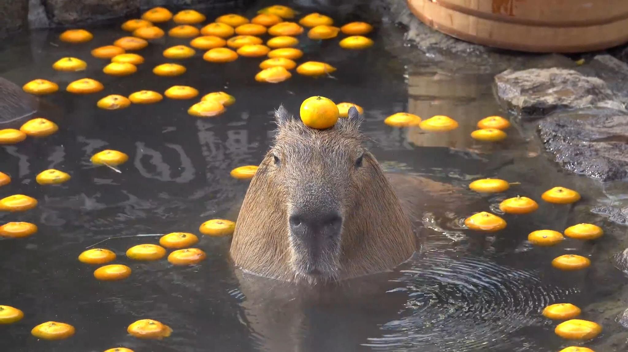 hình nền con capybara 0043