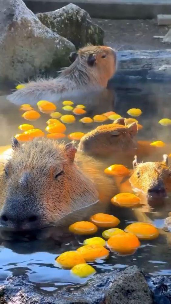 hình nền con capybara 0068