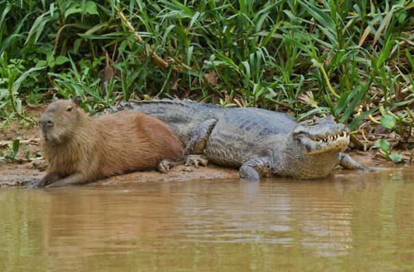 hình nền con capybara 0077