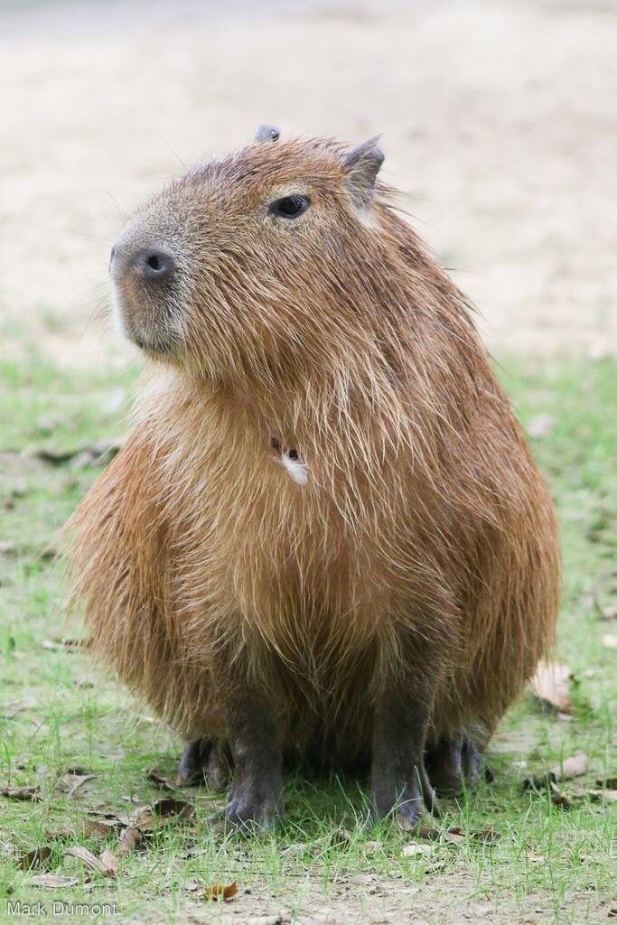 hình nền con capybara 0083