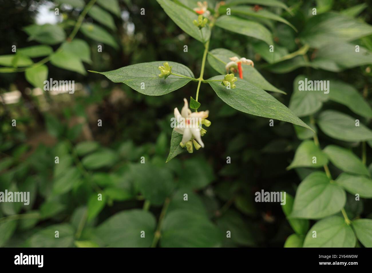 tâm linh hình nền hoa nhài 0029