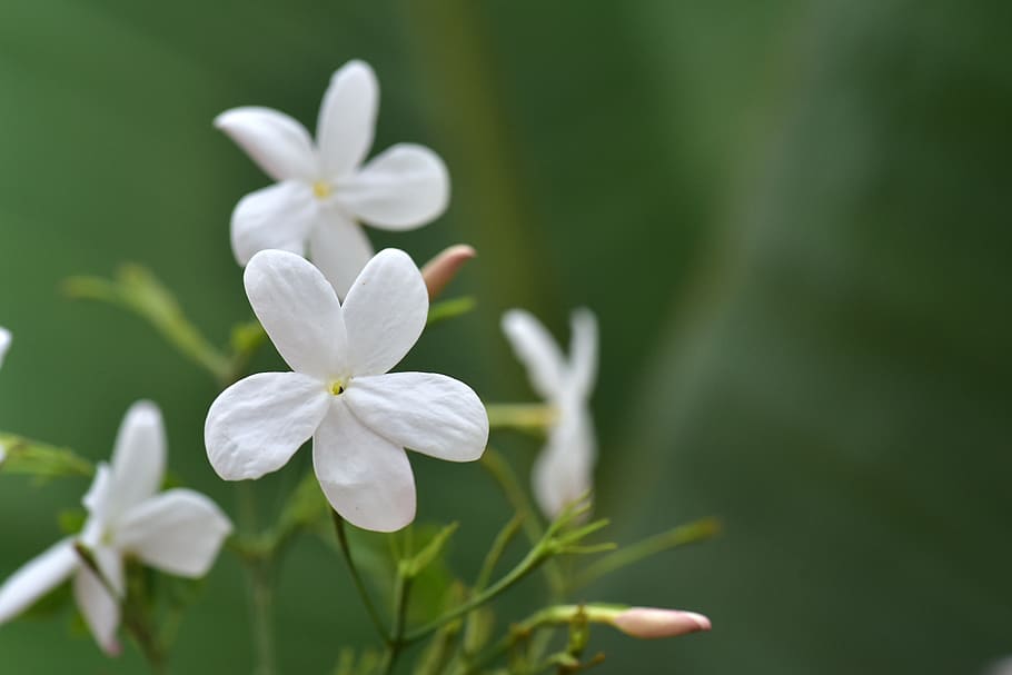 tâm linh hình nền hoa nhài 0036