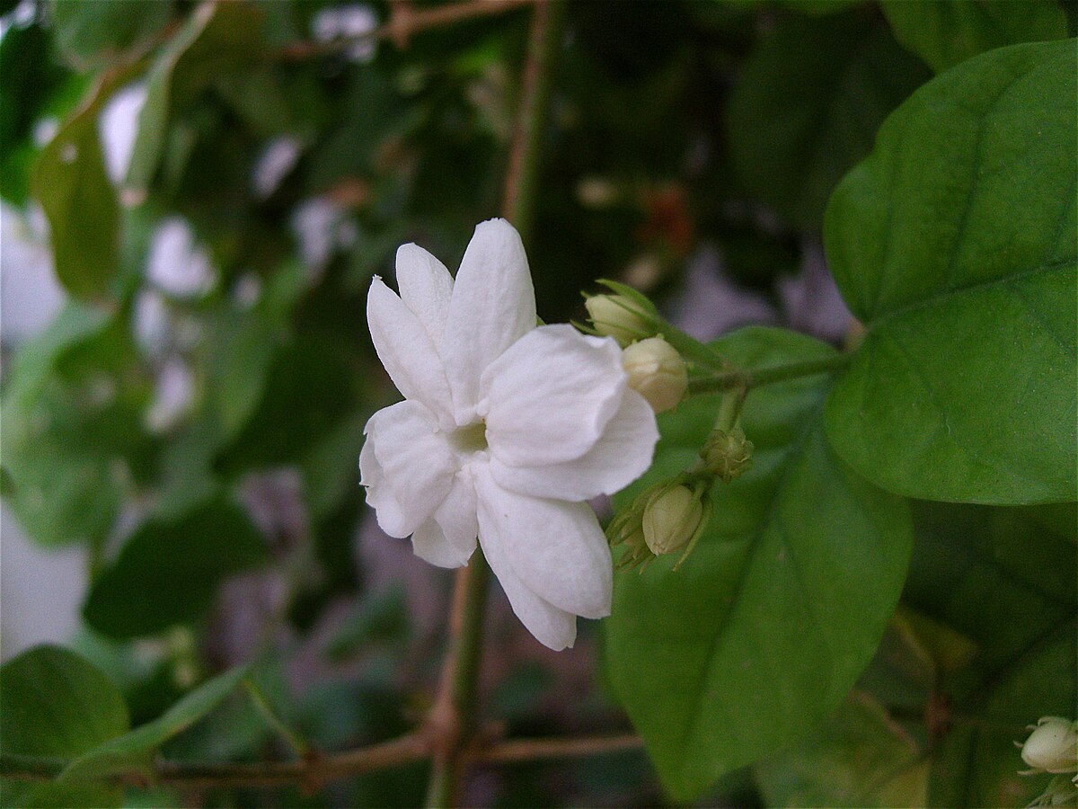 tâm linh hình nền hoa nhài 0057