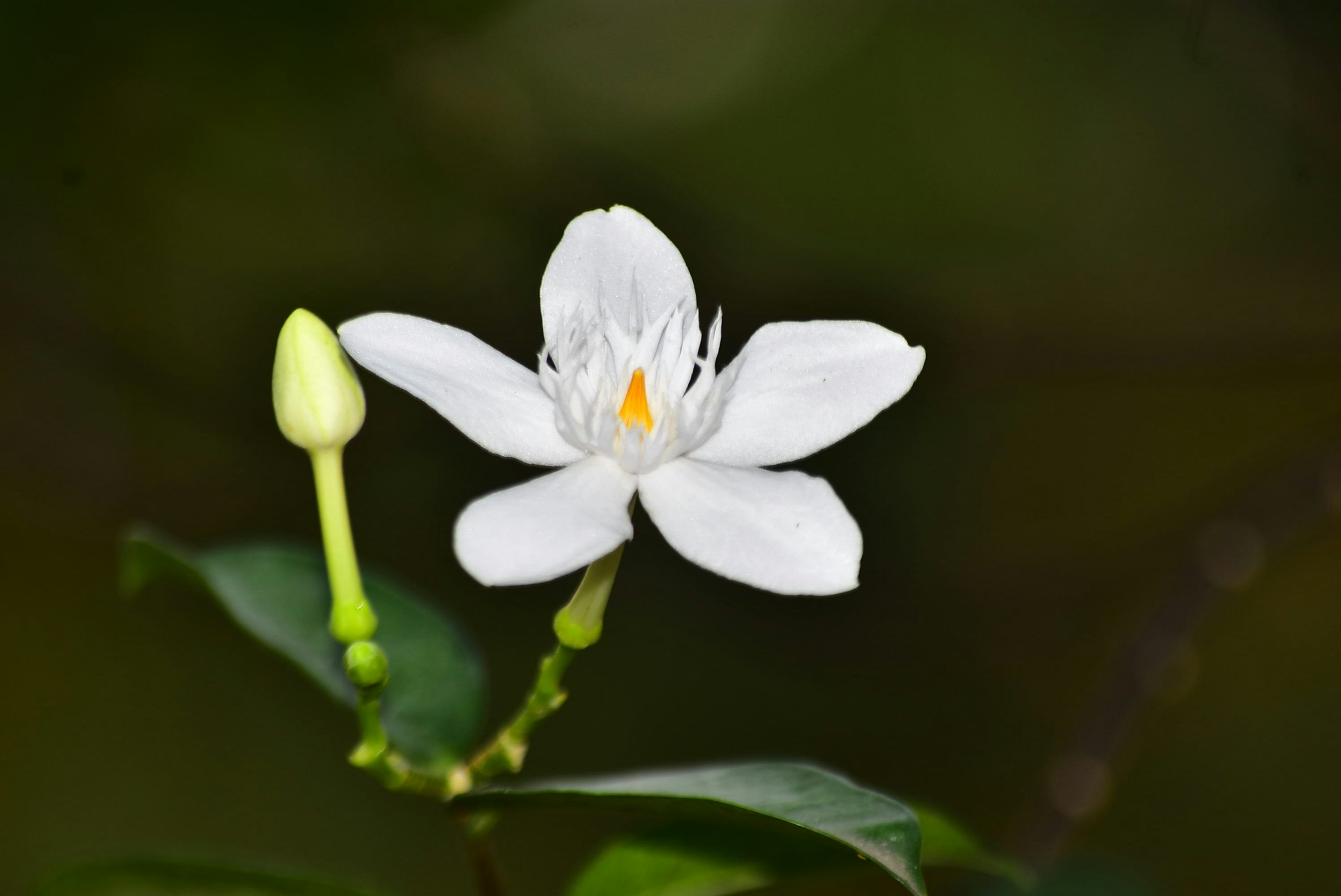 tâm linh hình nền hoa nhài 0073